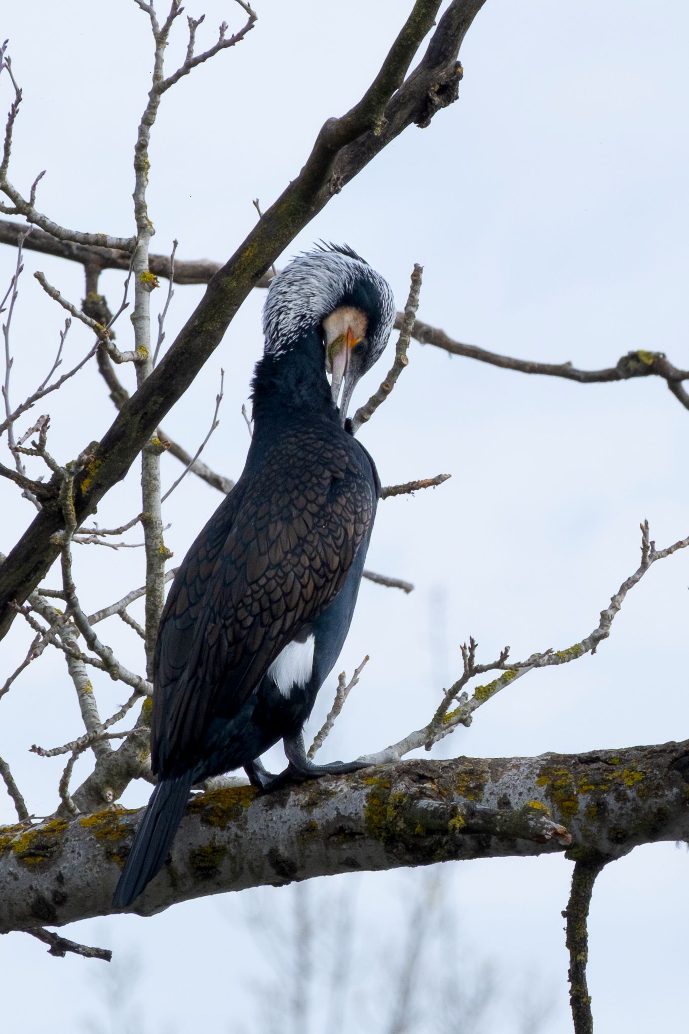 BANYOLES 20206 21 Iban